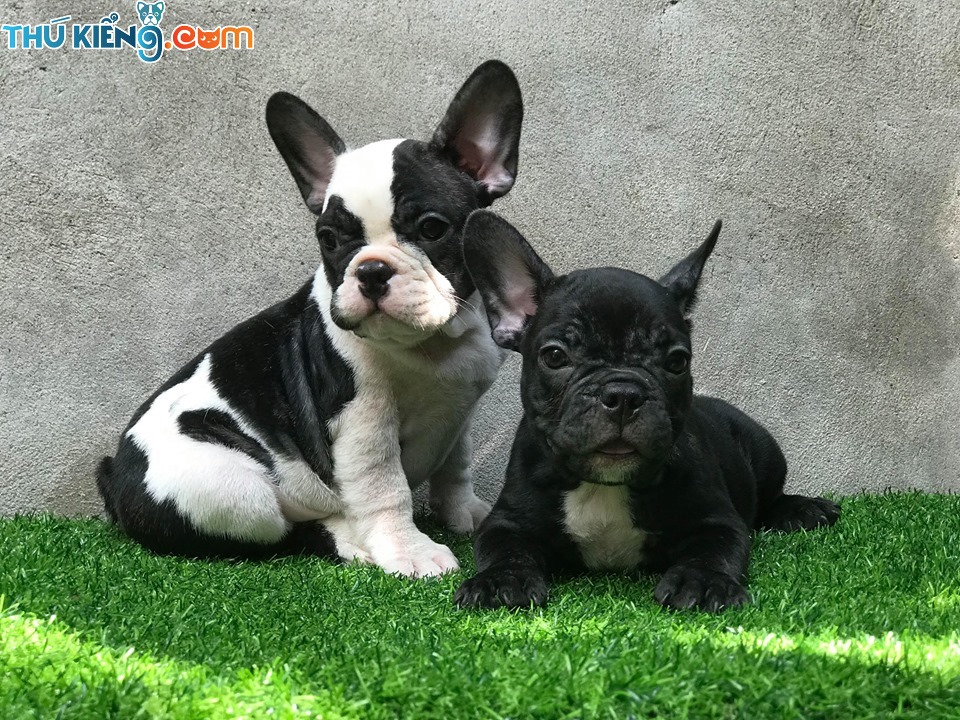 Chó mặt xệ, hay chó mặt nhăn. Các giống chó mặt xệ lớn và nhỏ