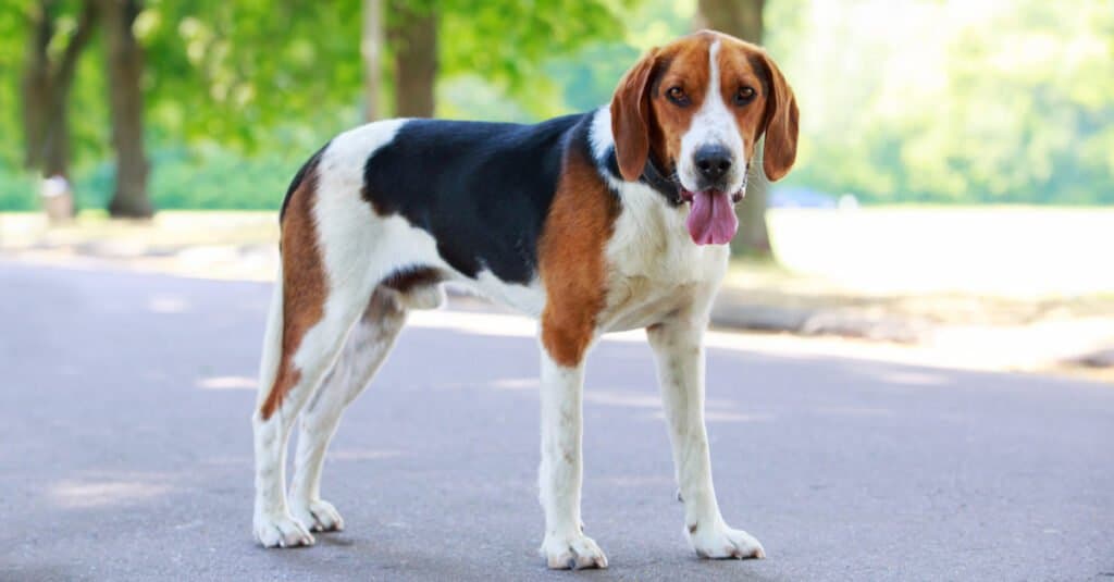 american foxhound