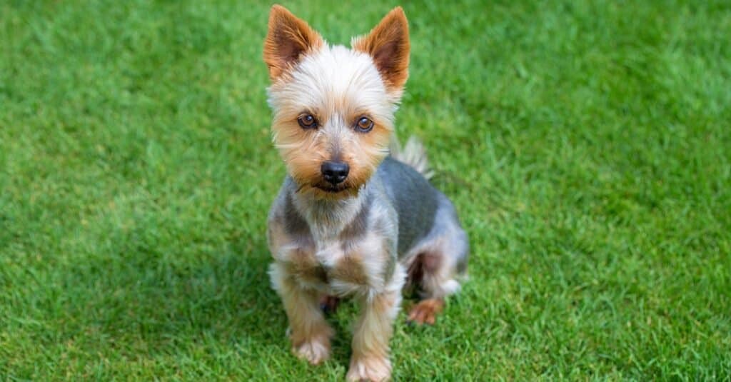 australian terrier