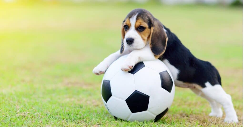 beagle puppy