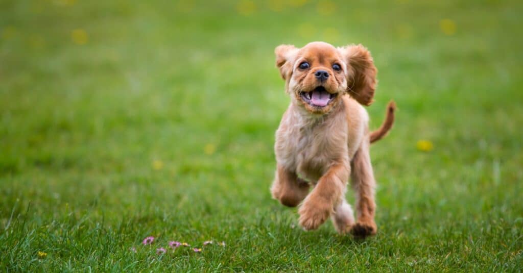 cavalier king charles spaniel