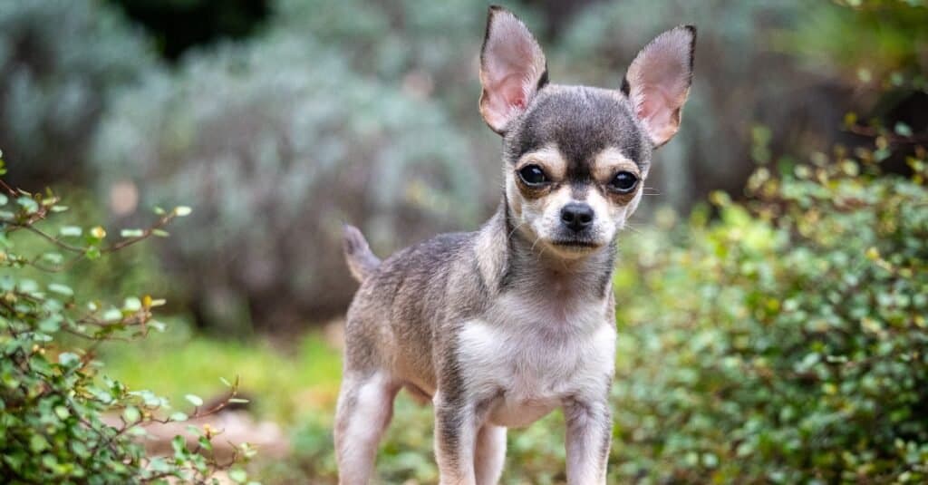chihuahua puppy