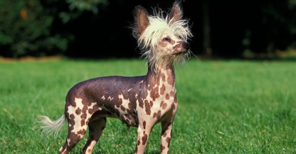 chinese crested dog 2