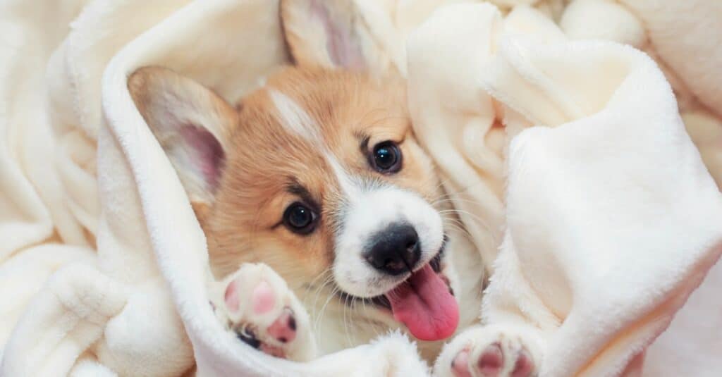 corgi puppy