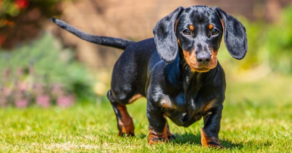 dachshund puppy