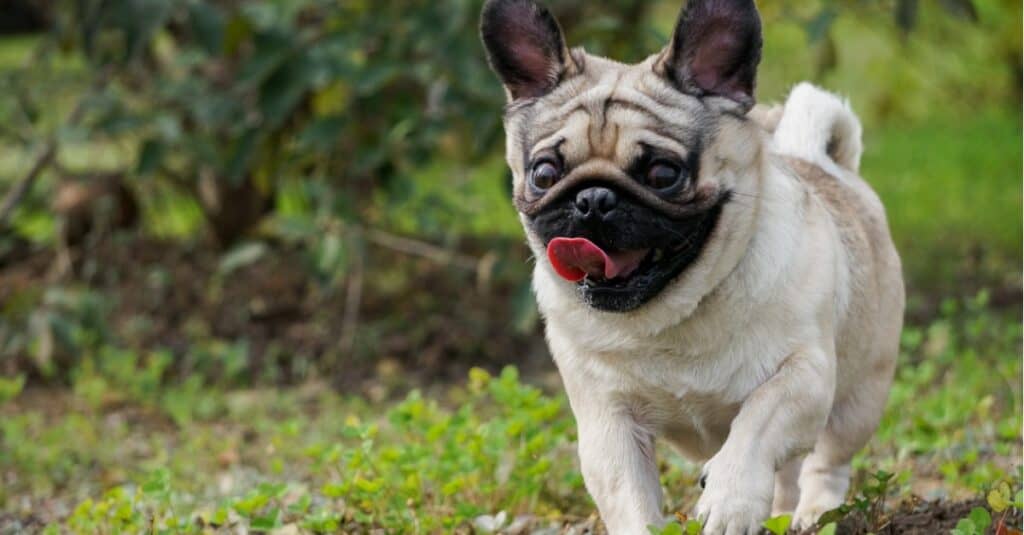 pug