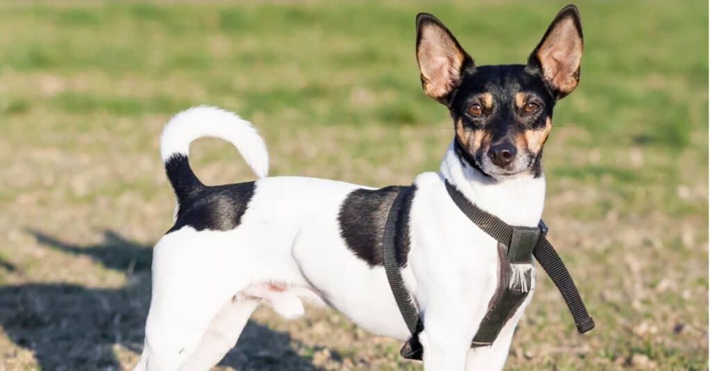 rat terrier