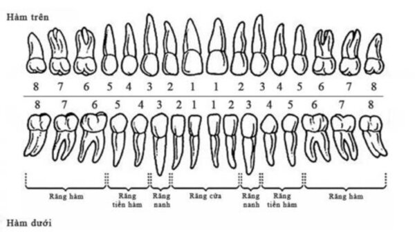Các loại răng vĩnh viễn