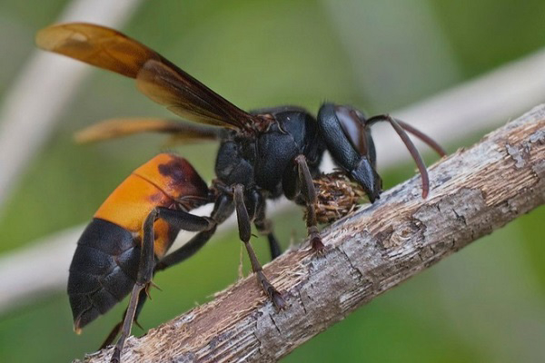 Ong vò vẽ