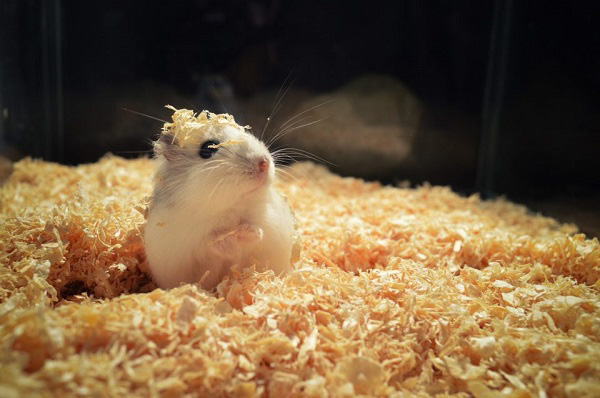 Cát tắm cho chuột hamster là gì? 