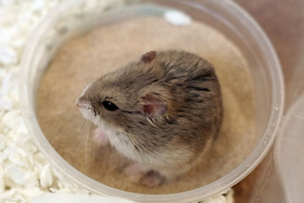 Lưu khi khi sử dụng cát tắm cho chuột hamster