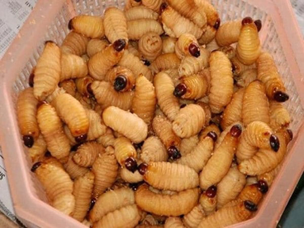Đuông dừa là con gì? 