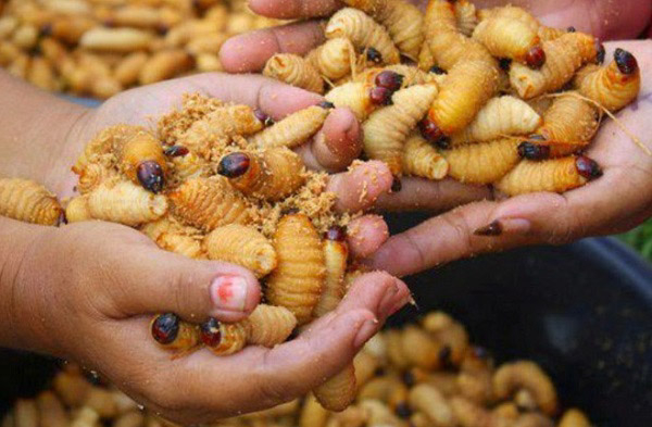 Tác dụng của con đuông dừa là gì? 
