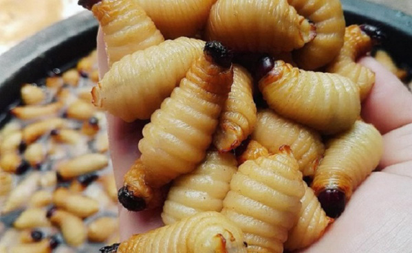 Lưu ý khi sử dụng đuông dừa
