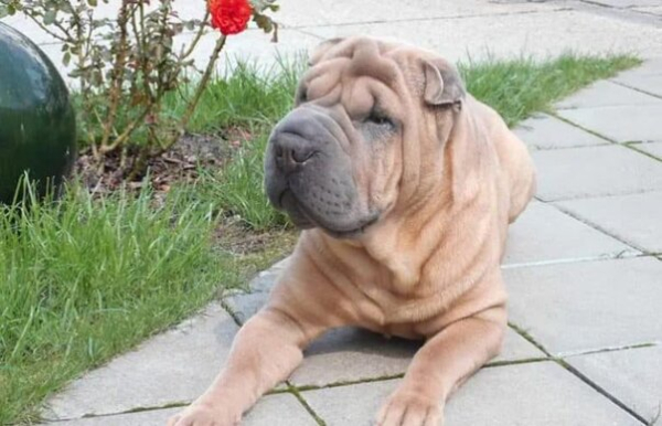 Chó Shar Pei