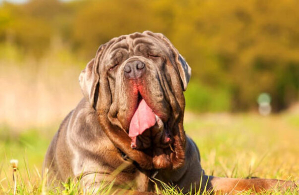 Chó Neapolitan Mastiff