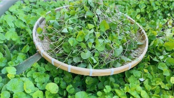 Rau má là loại rau gì?