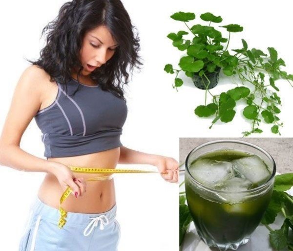 Uống nước rau má có giảm cân không?