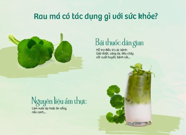 Tác dụng của rau má đối với sức khỏe